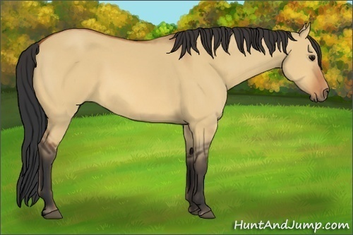 Horse Color:Bay Dun 