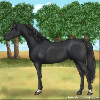 Horse Color:Black 