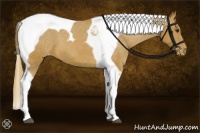 Horse Color:Chestnut Tobiano Appaloosa 