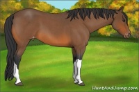 Horse Color:Bay Roan Appaloosa 