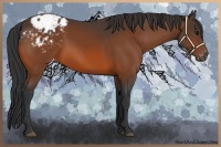 Horse Color:Bay Appaloosa 