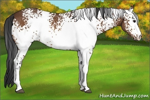 Horse Color:White Spotted Bay 