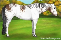Horse Color:White Spotted Bay 