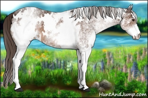 Horse Color:White Spotted Liver Chestnut