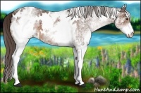 Horse Color:White Spotted Liver Chestnut