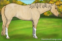 Horse Color:Red Dun Roan 