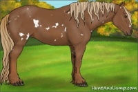 Horse Color:White Spotted Chestnut