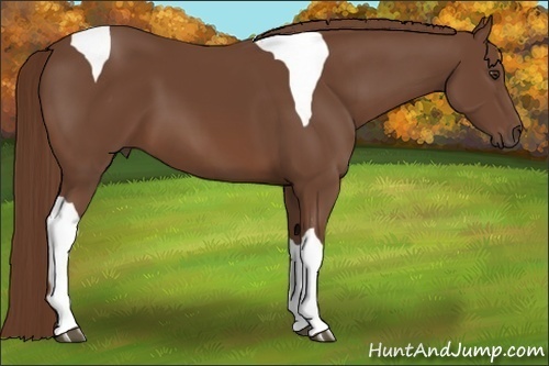 Horse Color:Chestnut Tobiano