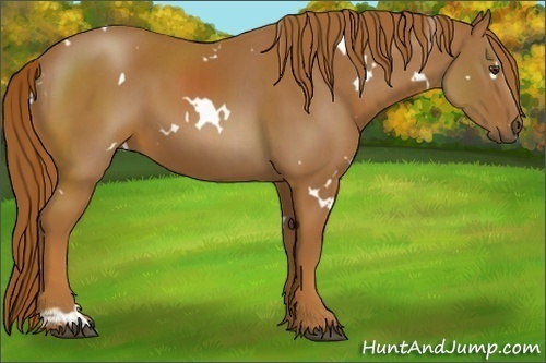 Horse Color:White Spotted Chestnut 