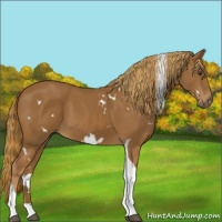 Horse Color:White Spotted Chestnut Tobiano