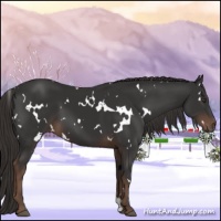 Horse Color:White Spotted Liver Chestnut 