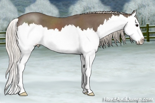 Horse Color:Silver Blue Roan Splash 