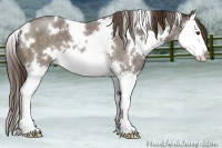 Horse Color:White Spotted Liver Red Roan Splash