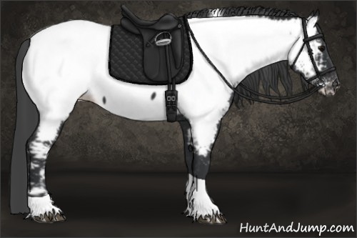 Horse Color:Black Tobiano Appaloosa 