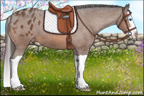 Horse Color:Bay Splash Appaloosa 