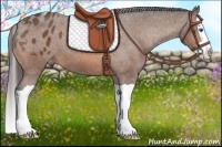 Horse Color:Bay Splash Appaloosa 