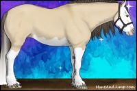 Horse Color:Buckskin Dun Splash 