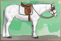 Horse Color:Bay Sabino 