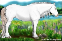 Horse Color:Gold Champagne Appaloosa Rabicano