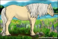 Horse Color:Palomino 