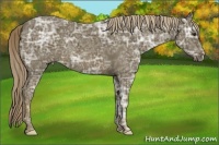 Horse Color:Chocolate Palomino Ice