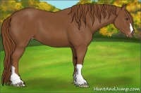 Horse Color:Chestnut Varnish