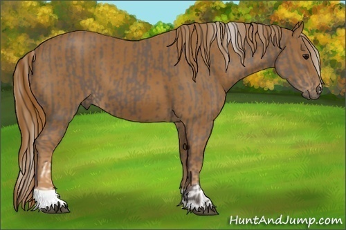 Horse Color:Silver Black  and Chestnut 