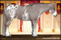 Horse Color:Gray White Spotted Chestnut Sabino Appaloosa 