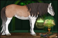 Horse Color:Bay Splash 