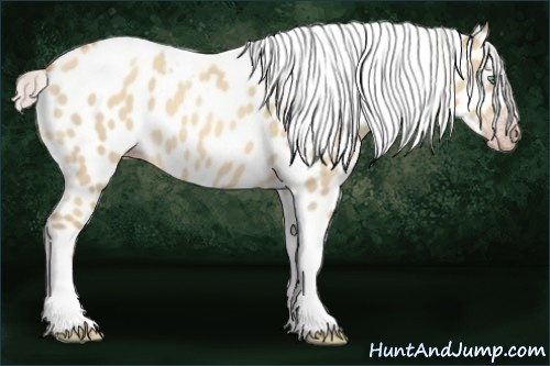 Horse Color:Gray Silver Amber Cream Champagne Roan Dun Splash Tobiano Frame Appaloosa Rabicano