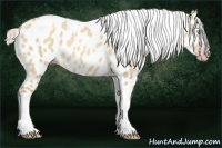 Horse Color:Gray Silver Amber Cream Champagne Roan Dun Splash Tobiano Frame Appaloosa Rabicano 