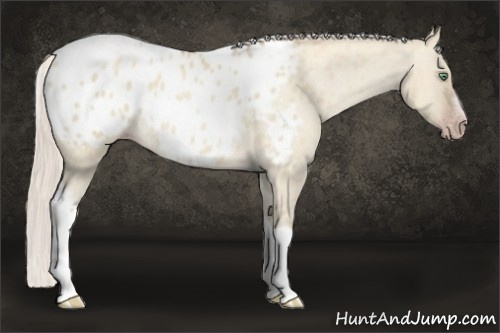 Horse Color:Gray Silver Amber Cream Champagne Roan Dun Splash Tobiano Frame Appaloosa Rabicano 