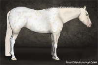 Horse Color:Gray Silver Amber Cream Champagne Roan Dun Splash Tobiano Frame Appaloosa Rabicano 