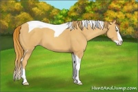 Horse Color:Gold Champagne Splash Tobiano 