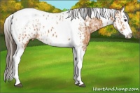 Horse Color:Bay Splash Tobiano Appaloosa  and Bay Splash Tobiano Appaloosa 