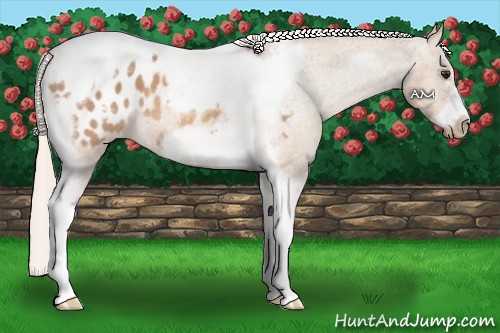 Horse Color:Silver Bay Dun Splash Tobiano Frame Blanket Rabicano