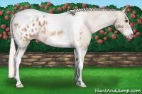 Horse Color:Silver Bay Dun Splash Tobiano Frame Appaloosa Rabicano 