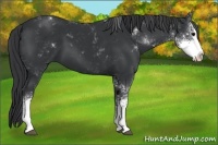 Horse Color:Black Sabino