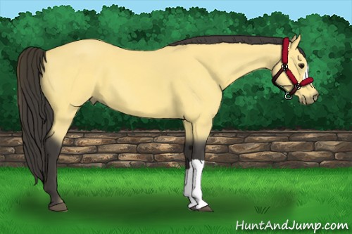 Horse Color:Buckskin 