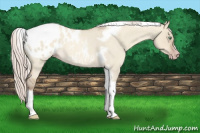 Horse Color:Gray Silver Amber Cream Champagne Roan Dun Splash Tobiano Frame Appaloosa Rabicano 