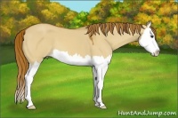 Horse Color:Red Dun Splash 