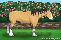 Horse Color:Buckskin Splash 
