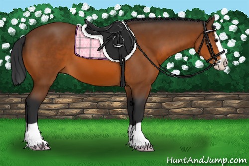 Horse Color:Bay Splash 