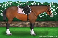 Horse Color:Bay Splash 