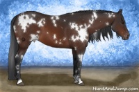 Horse Color:White Spotted Bay Varnish 