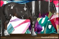 Horse Color:White Spotted Liver Chestnut Splash 