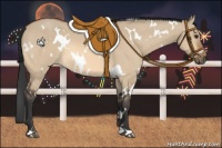 Horse Color:White Spotted Bay Dun