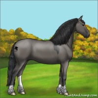 Horse Color:Grullo 