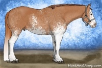 Horse Color:White Spotted Chestnut Splash