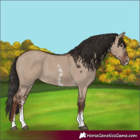 Horse Color:Liver Red Dun Sabino 